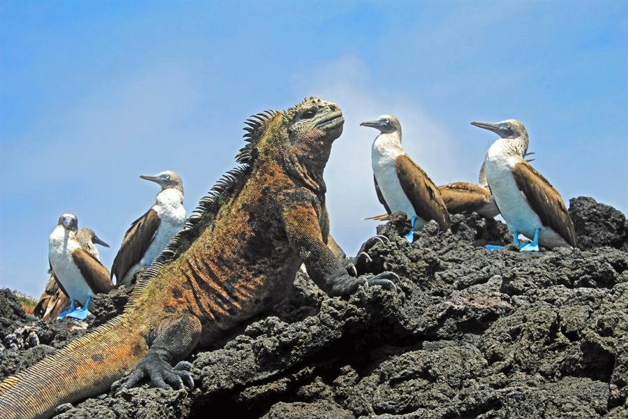 Iguana and boobies on lava rock