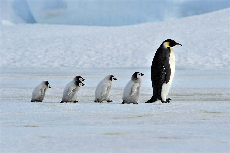 Emperor penguins on the snow