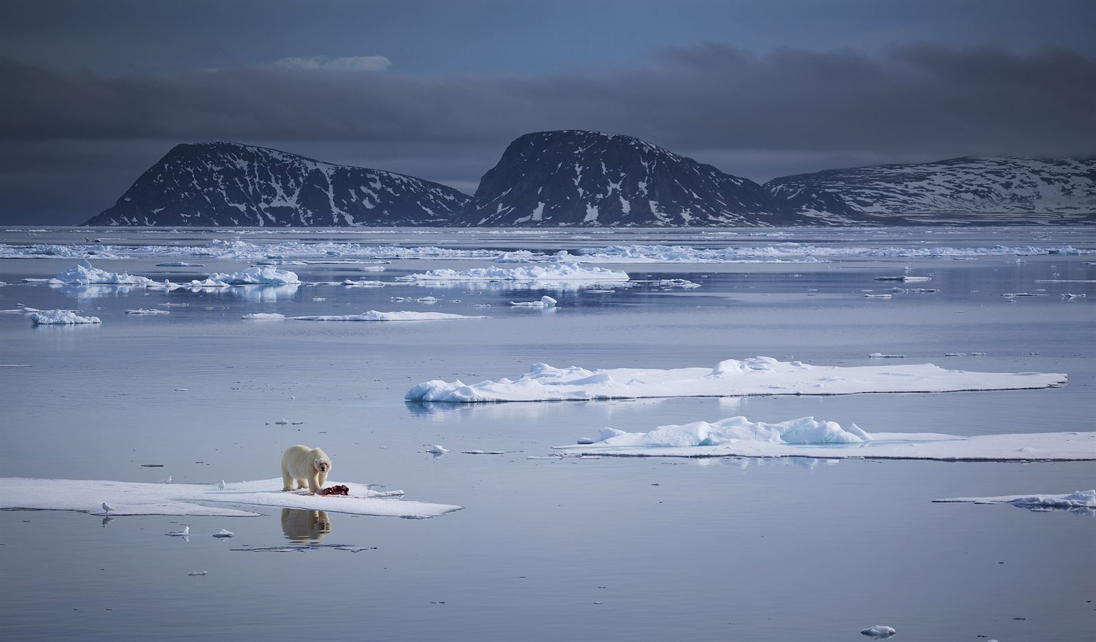 Polar bear on drifting sea ice below dark Arctic mountains